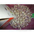 Fresh Normal White Garlic 5.0cm